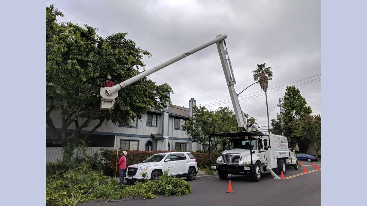 tree service in Wilkes-Barre PA